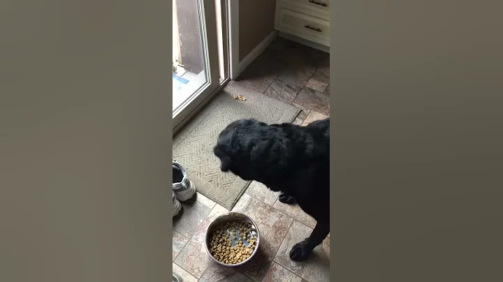 Pennsylvania squirrel grabs a quick bite with the ...