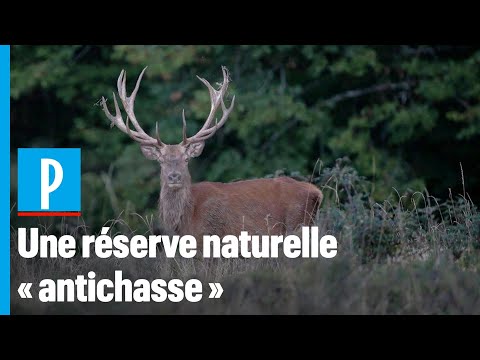 Vercors : le rachat d'une réserve naturelle par une ONG écolo irrite les chasseurs