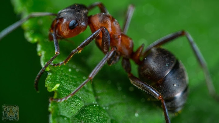 How Many Ants Exist on Earth?
