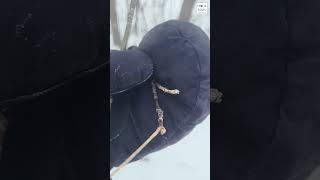 Ep 1 Start Looking  - Winter Tree ID Series
