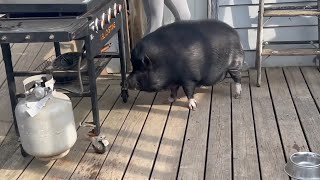 On the loose: Potbellied visitor makes neighborhood oink with excitement