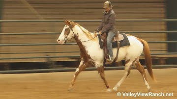 A Gigalo By Design - jogging, loping, stops, turns! - ValleyViewRanch.net