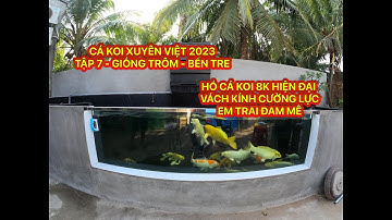 TẬP 7 - CÁ KOI XUYÊN VIỆT 2023 - HỒ CÁ KOI 8K - VÁCH KÍNH CƯỜNG LỰC - EM ĐAM MÊ CÁ KOI - BẾN TRE