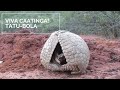Viva Caatinga! Tatu-Bola