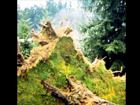 ვიდეო: მსხლის არმილარიის ფესვი და გვირგვინის ლპობა – რა იწვევს არმილარიის ლპობას მსხლის ხეებზე