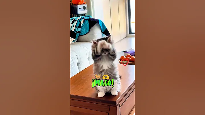 Watch the video about 📌 ¡Mago!👶🧡🌌 #cat #kitten #pets #cute #cutecat #funnycats #funny #meow #animals #petlover