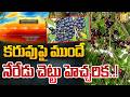 Jamun Fruits Indicate Expected Drought | కరువుపై హెచ్చరిక..! | Super El Nino Drought | Its UTV News