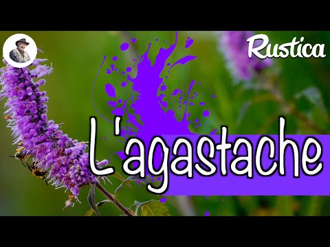 Video: Hvordan plejer man agastache?