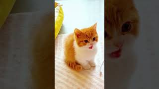 Cute Kittens❤️【182】#Shorts #Cutecat520 #Cat #Kittens #Pets #Babycat #Funnycats #Cutecat