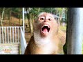 How Many Hardships Must Monkey Kaka Go Through To Be Able To Return How Many Hardships Must Monkey Kaka Go Through To Be Able To Return