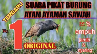 suara pikat burung ayam ayaman jantan/betina 💯% ampuh.#suarapikat