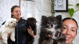 Day in the Life of a Dog Groomer | Today at Hackney Barkers: Ep 9
