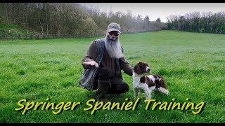 Springer Spaniel Pressure Test