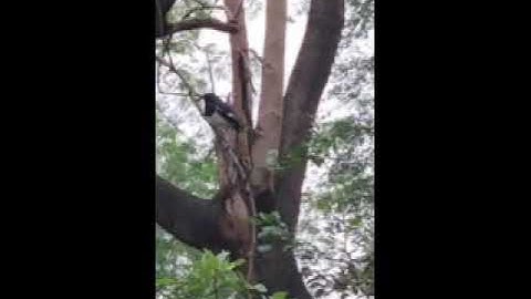 Bhoj Wetland Winter Bird Count 2020-2021 | Video by Drishti Gupta