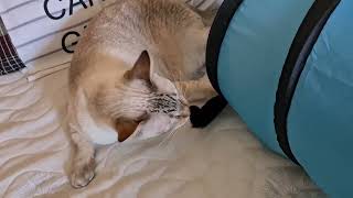 Mićo biting Licko's tail - Siamese cats playing in a cat tunnel toy by Mico Kitty 595 views 8 months ago 1 minute, 14 seconds