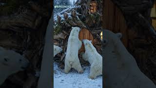 POV: Polar Bears Chased Me Into My Hidden Cabin 🐻‍❄️🏡