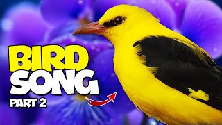 Birds with curious Songs or Vibrant Colors... Part 2