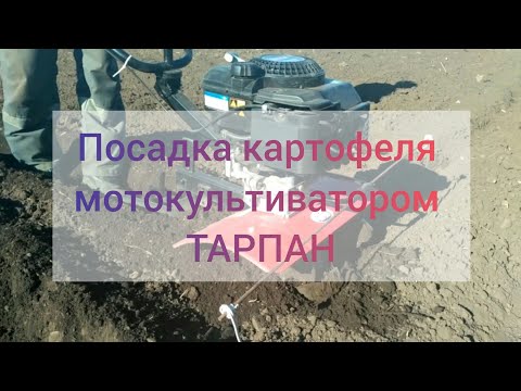 Посадка картофеля мотокультиватором ТАРПАН