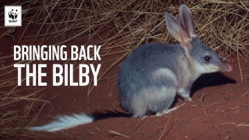 Bringing Back The Bilby | WWF-Australia
