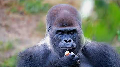 free stock hd video ! Gorrilla eating a carrot ! no copyright #copyrightfree #nocopyrightvideo