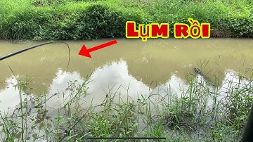 Câu Cá Rô Phi - Cá Mè Vinh Ngồi 1 Chỗ Giật 1 Đóng Cá Không Kịp Móc Mồi | Fishing - Miền Tây