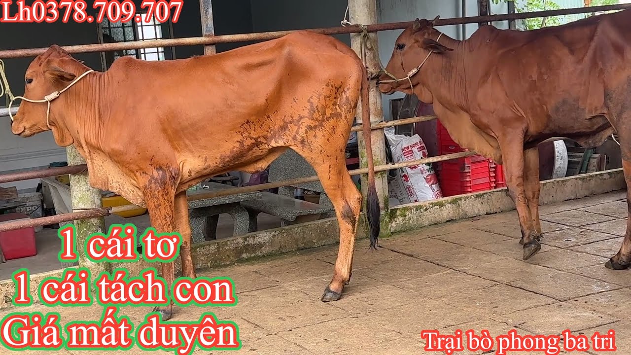 13-01/Trại bò phong ba tri (2)Báo giá công khai tiếp tục nhé cả nhà