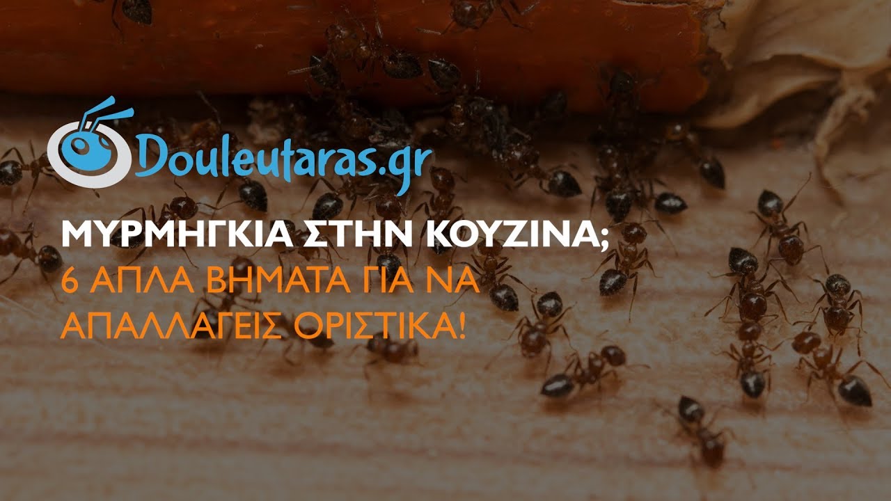 Πώς να διώξω τα μυρμήγκια από το σπίτι μου; | Douleutaras