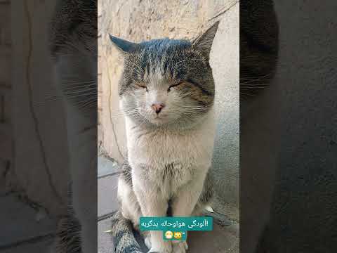 هوا خیلی آ لوده ست و ببری هم کمی بی حال شده هوای آلوده گربه دلسوز حامی مهربانی غذارسانی