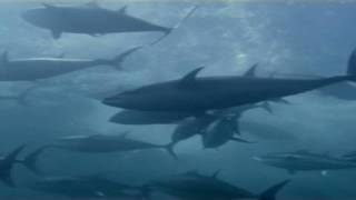 Big fish in big trouble