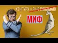 В чём ошибся Кинг? История про кенгуру и Кука оказалась мифом