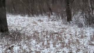 Late season MN archery doe kill