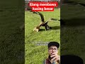 elang membawa kucing besar di depan rumah #animals #hewan