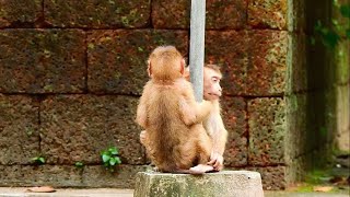 Million Sad to Abandoned Monkey Savana &amp; Torres Looking for Family Come, How the Tiny so Do
