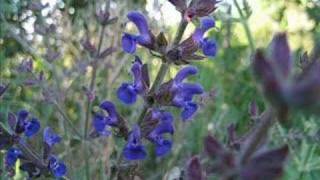 Bay Kamber Resimleri