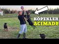 Kpeklerle ma yaparken isirildim rottweiler affetmez