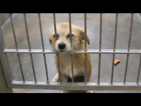 PASADENA HUMANE SOCIETY & SPCA - YouTube