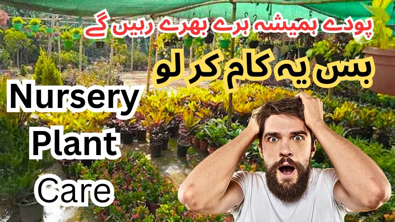 Nursery Plant Care. How To Grow Nursery Plant At Home. Plant Nursery in