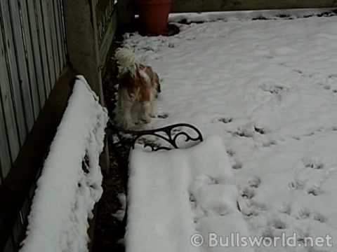 Mya playing in the snow