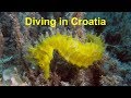 Tauchen in Kroatien, Cres - Selzine,  Galijola,  Zaglav / Diving in Croatia, Cres