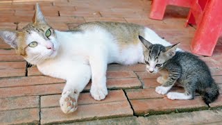 Cat Not Recognize Rescued Kitten by Short Tail Kitten TV 372 views 3 days ago 16 seconds