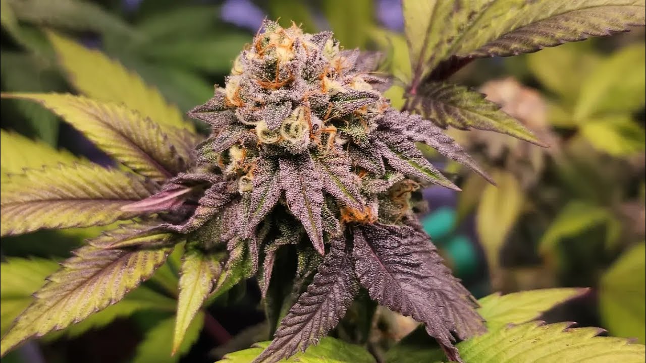 Gelato 33 at flower week 7 day 45 (+25 veg) 🪴 & week 5 day 31 (+39 veg) & week 2 day 13 (+20 veg)