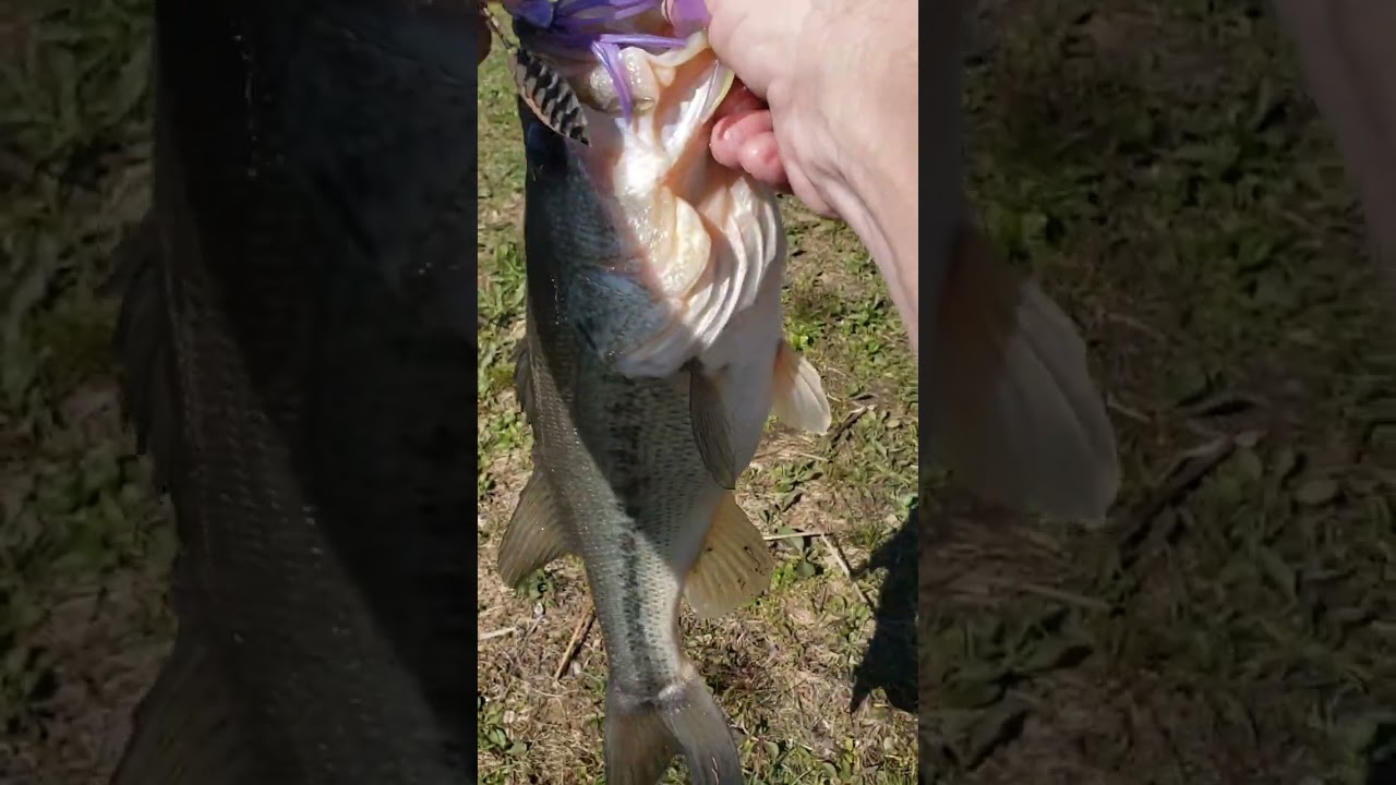 Luck charm Bass! #fish #fishing #bassfishing #bigbassenergy #bass #trending #outdoors #foryou