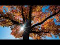 Find the time to experience autumn in Boise, the city of trees