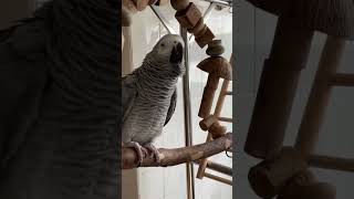 🔊⬇️ Please - Parrot Peach Speaks Alexandrine Parakeets' Language 🦜🥰 #africangrey #talkingparrot by Rocky and The Flock 276 views 1 month ago 2 minutes, 5 seconds