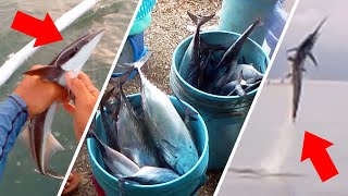 Mackerel Tuna Fishing Adventure, Remora fish and Sailfish | Akala Butanding/ Toki, ibang isda pala!