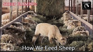 Sheep Farming: How We Feed Sheep