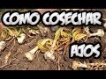 Como Cosechar Los Ajos || La Huertina De Toni