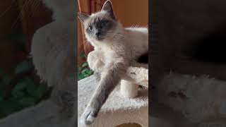 Heilige Birma Kitten Blue Point 24. Woche #katzen #katze #heilige #birmancat #birma #kätzchen #cat