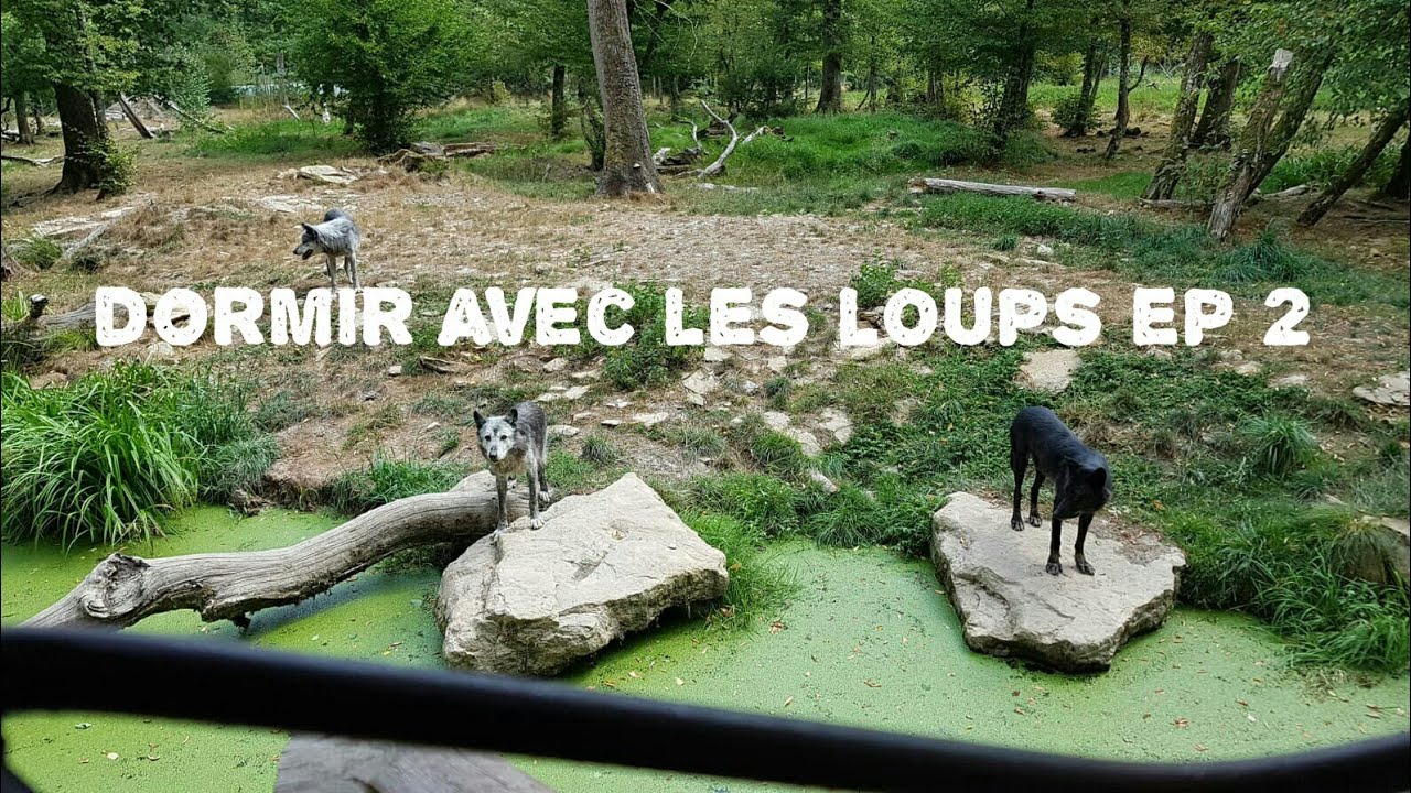Dormir avec les loups ep2 YouTube Dormir avec les loups ep2 YouTube