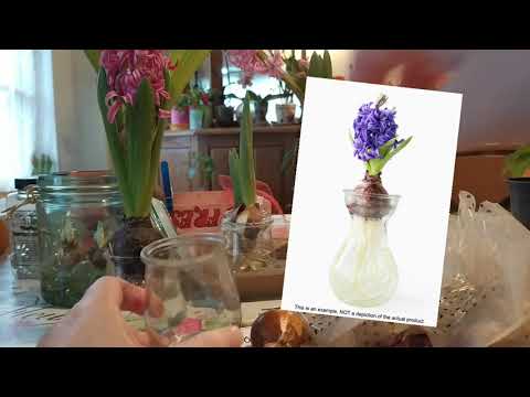 Vidéo: Comment Faire Pousser Des Tulipes à La Maison Dans L'eau? 13 Photos Dans Quelle Eau Faut-il Les Placer Pour Une Culture Sans Terre Dans Un Verre Ou Dans Un Vase ?